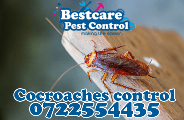 cocroach control pest control nairobi kenya nakuru kiambu mombasa nyeri eldoret