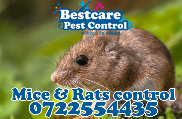 mice control pest control nairobi kenya nakuru kiambu mombasa nyeri eldoret