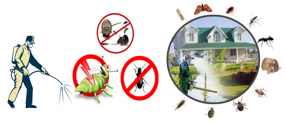 pest control services nairobi kenya