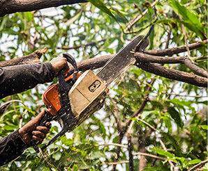tree surgery services nairobi kenya