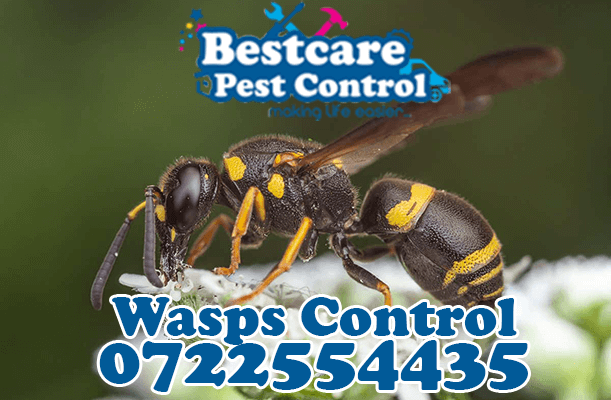 wasp control pest control nairobi kenya nakuru kiambu mombasa nyeri eldoret