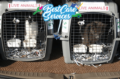 Pet Moving and Relocation in Nairobi, Excellent Services pet moving and relocation services nairobi kenya