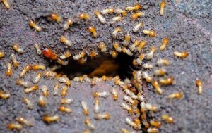 Termite Control & Treatment