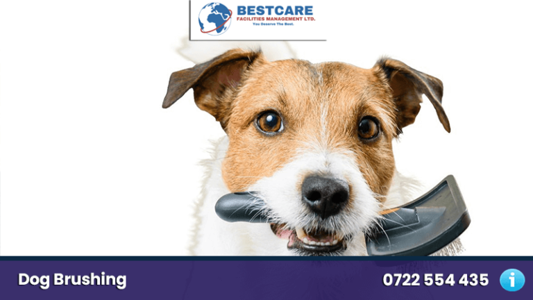 Dog Teeth Brushing by Pet Grooming Companies Dog Brushing services nairobi kenya grooming and mobile groomers