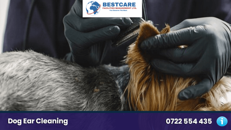 Dog Ear Cleaning - 6 Interesting Tips from Bestcare Pet Groomers, Nairobi Dog Ear Cleaning and disinfecting dog grooming and mobile groomers nairobo kenya
