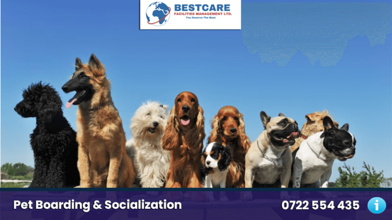 Pet Boarding Services in Nairobi – Leave Your Pet in Safe Hands dog boarding pet socialization play and interraction nairobi kenya
