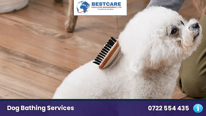 Dop 5 Tips for Dog Coat Trimming Services in Nairobi, Kenya dog coat trimming nairobi dog groomers mobile dog grooming kenya